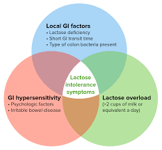 Image result for Lactase Deficiency