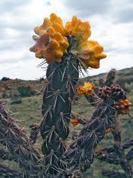 Cholla, cactus wood cross, thick and sturdy new mexico cholla. Cholla Cactus Fruit The Ojito Wilderness Area New Mexico
