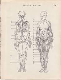 These clear skeleton and bones labelling sheets help children learn and remember new vocabulary. Pin By Alexandra Rash On Typography Human Anatomy Chart Fine Art Drawing Medical Art