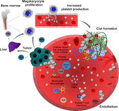Válassz az alábbi legördülő listáról, amely mutatja a környéken található összes üzletet. Frontiers Platelet Cancer Interplay Molecular Mechanisms And New Therapeutic Avenues Oncology