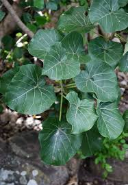 Image result for Ficus abutilifolia