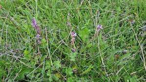 Image result for Polygala sphenoptera