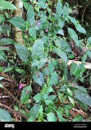 Image result for Strobilanthes hamiltoniana