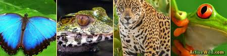 Tropical rainforests and animals inhabiting these forests have been falling victim to the ravenous beast of human development since ages. Rainforest Animals List With Pictures Facts Links To Further Information