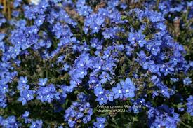 Image result for Anchusa capensis