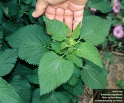 Image result for Leonotis decadonta