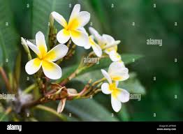 Mango flower hi-res stock photography and images - Alamy