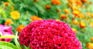 How To Save And Collect Cockscomb Celosia Seeds In Your Garden To Plant Next Year Fall Garden Vegetables Seeds Seed Saving