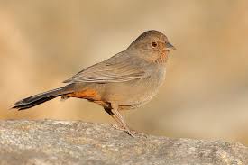 Black And White Bird With Red Head California California Towhee 1 Bird Life List I Like Birds Wild Birds
