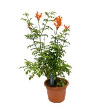 Image result for Tecomaria capensis