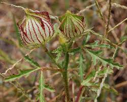 Image result for Hibiscus tridactylites