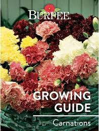 How to take care of carnation flowers. Learn About Carnations Burpee