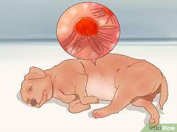 How To Care For A Dog After It Has Just Vomited With Pictures
