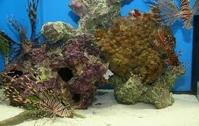 Maybe you would like to learn more about one of these? 10 Best Aquarium Decorations 2021 Reviews Top Picks Pet Keen