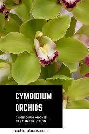 Pin On Orchid Blooms