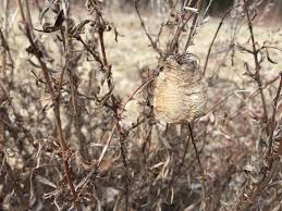 In all of the 147 reports of the case, data shows that 12. Praying Mantis Egg Cases Local Color Dyes