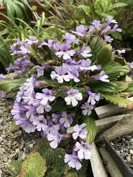 Image result for Streptocarpus myoporoides