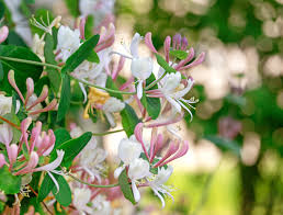 We did not find results for: Shade Loving Climbing Plants Gardening Tips With J Parker S