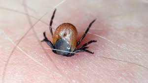 Lb je způsobena bakterií komplexu borrelia burgdorferi sensu lato. Borelioza U Mezczyzny A Ciaza Wplyw Boreliozy Na Plodnosc