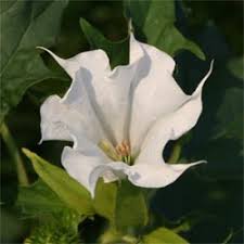 Image result for durman obecný plod