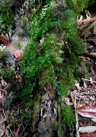 Image result for Hymenophyllum triangulare