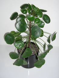 At a first glance, the. How To Grow Chinese Money Plant Dengarden