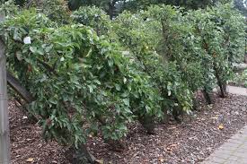 Cordon pear trees can also be grown with a post and wire support in the open where they can form a most attractive fruitful screen. Cordon Or Espalier Bundle Offer 6 Or 10 Apple Trees 87 00 Apple Tree Bundles Apple Trees And Fruit Trees For Sale Buy At Competitive Prices With Wholesale Discounts