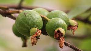 What does forbidden fruit expression mean? Guava Fruit Dream Meaning And Symbolism