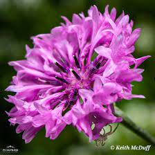 It Rained Overnight And My Flowers Are So Happy Right Now Pink Cornflower Bachelors Button Flower From Bachelor Button Flowers Annual Plants Planting Flowers
