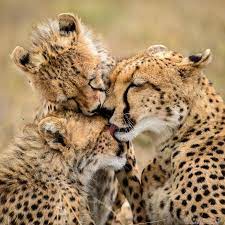 85 Adorable Animal Family Portraits Animals Beautiful Cute Animals Animals