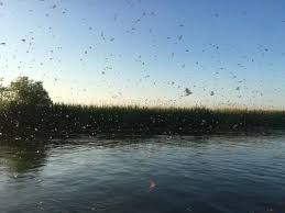 Fluturii trăiesc doar o zi. Milioane De Efemeride Fluturi Care TrÄƒiesc Doar Cateva Ore Au ApÄƒrut De Rusalii Hotnews Mobile