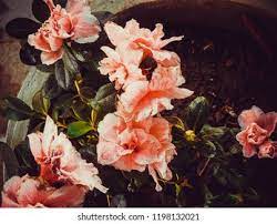 Azalea Flower Chinese Name Best Flower Wallpaper