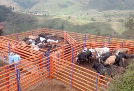 Opción con corral cerrado para animales. Construir Un Corral Para Bovinos Tarea Sencilla Pero De Cuidado Contexto Ganadero Noticias Principales Sobre Ganaderia Y Agricultura En Colombia