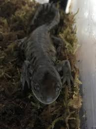 When cleaning the tank, only use very hot water and no detergents. Ed Weigle Pa Twitter Zack S Water Dog Cum Tiger Salamander Sal He S Enjoying His New Moss Bedding Per Father Fish S Recommendation He Ll Get To Be About 6 8 Inches Ultimately With Viagra Maybe Twice That