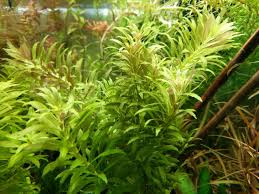 Image result for Rotala mexicana