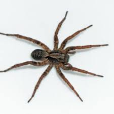 Spiders In Canada Species Pictures