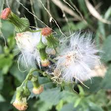 Image result for Crassocephalum paludum