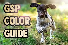 Meet the german shorthaired pointer, a bright and delightful dog for your active lifestyle. German Shorthaired Pointers Colors And Changes Houndgames