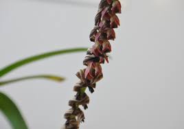 Image result for Bulbophyllum cochleatum