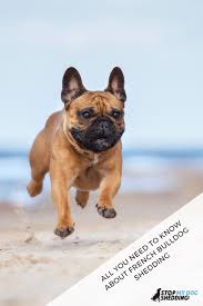 French bulldogs are loved by breeders for their looks. Do French Bulldogs Shed Much Hair Stop My Dog Shedding
