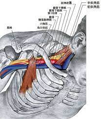 肩の盛り上がりを取る方法 肩や肩甲骨だけ下げないで 肩がモリッとなります 胸郭 肩 肩甲骨