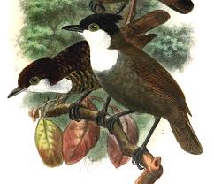 Image result for Austrosynotis rectirama