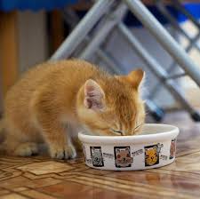 This movie would have worked without the perversions of the camera. Hosico Cat Baby Hosico Mom I Want To Eat Facebook