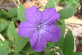 Image result for Blumea squarrosa