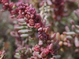 Image result for Suaeda vermiculata