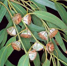 Maybe you would like to learn more about one of these? Eucalyptus Globulus Monaco Nature Encyclopedia
