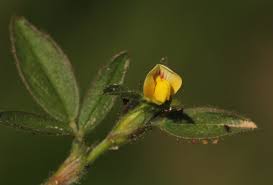 Image result for Stylosanthes fruticosa