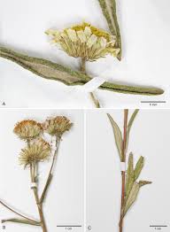 Image result for Nicolasia costata