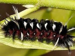 Image result for Pycnostachys orthodonta