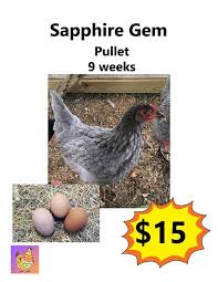 Sapphire gemstones online at wholesale prices. The Winsome Hen Sold Leftover From Carolina Facebook